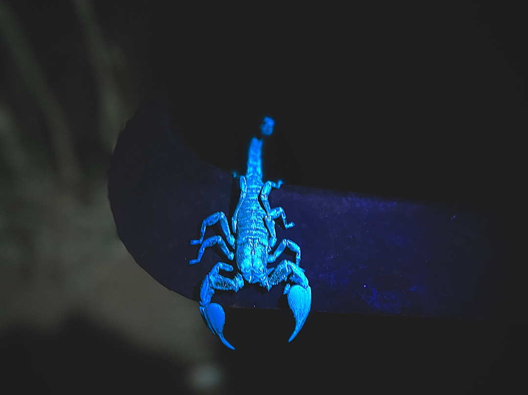 Forested India Expeditions-Sringeri必去景点