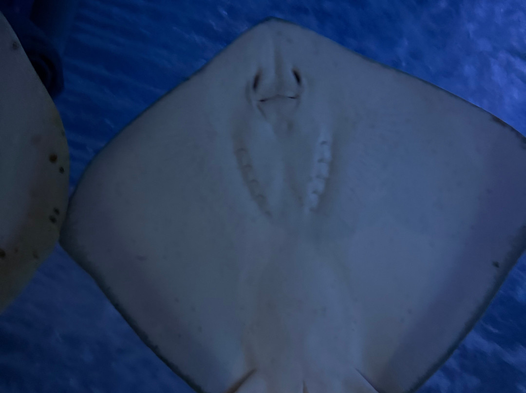 Aquarium At The Boardwalk-布兰森必去景点