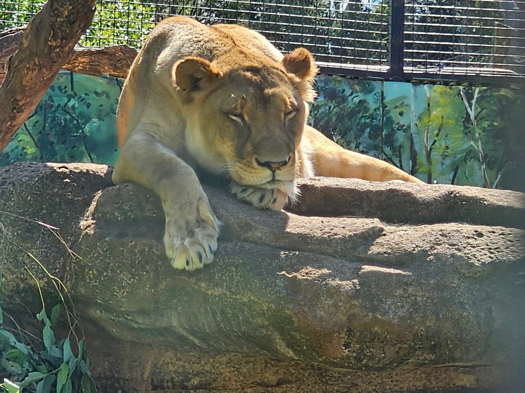Billabong Zoo Koala & Wildlife Park-麦克夸利港必去景点