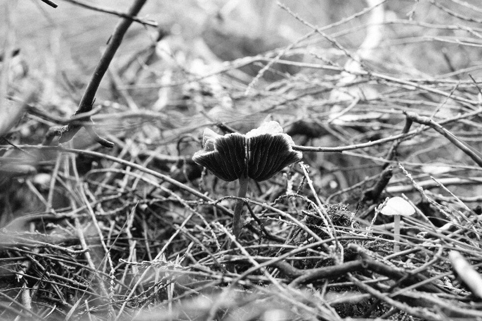 National Park de Loonse en Drunense Duinen-Drunen必去景点