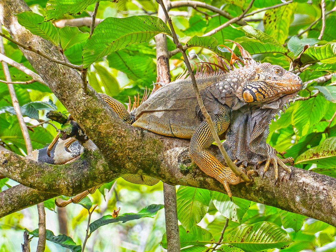 Morrillo Beach Eco Resort主图