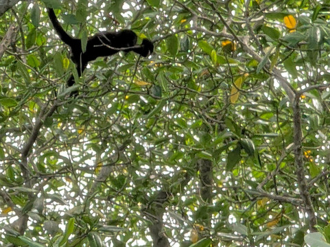 Loco Tours Costa Rica-塔马林多必去景点