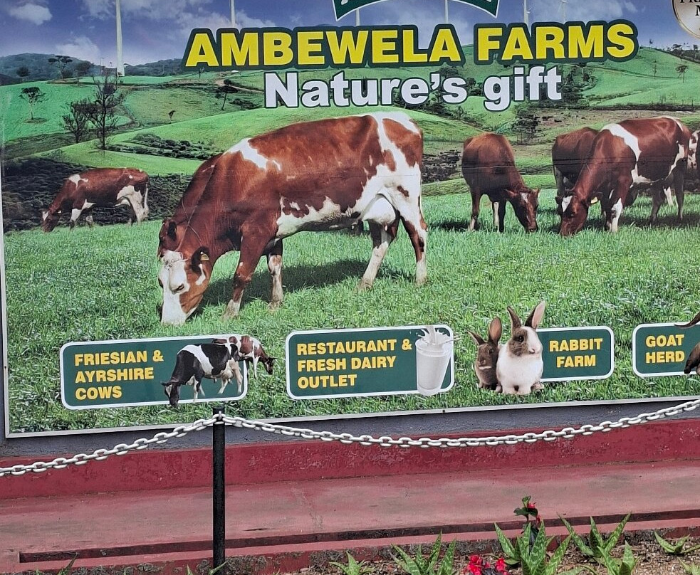 Ambewela Farms-奴娃拉伊利雅必去景点