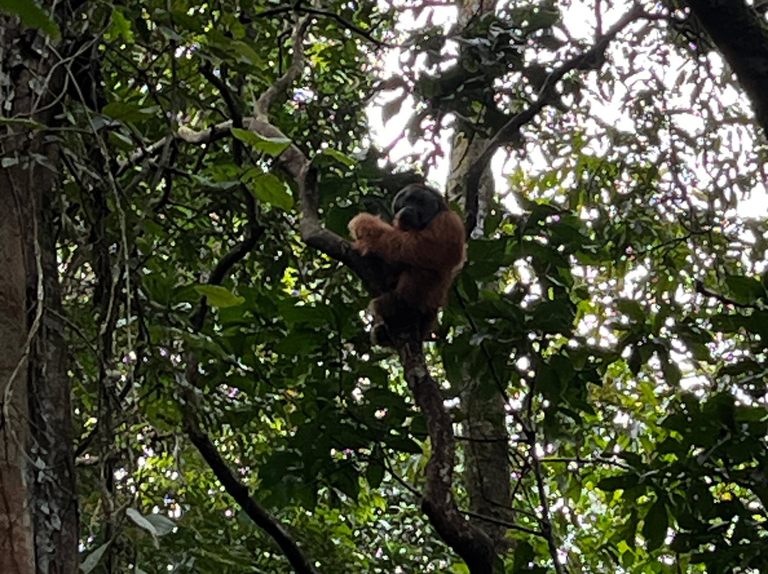 Rudy Ketambe Sumatra Jungle Trekking-Ketambe必去景点