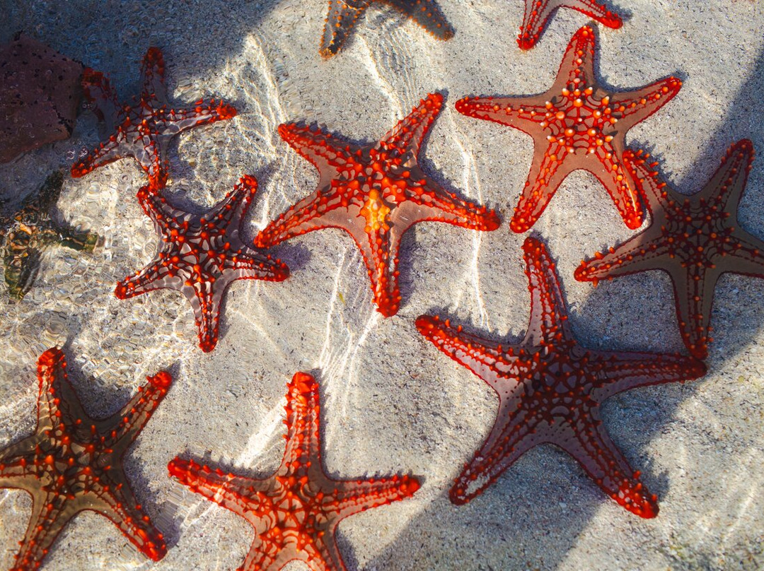 Sandarusi House主图