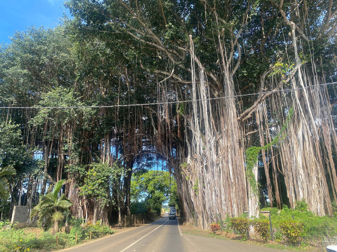 Jaun bocus Taxi Mauritius-蓝湾必去景点