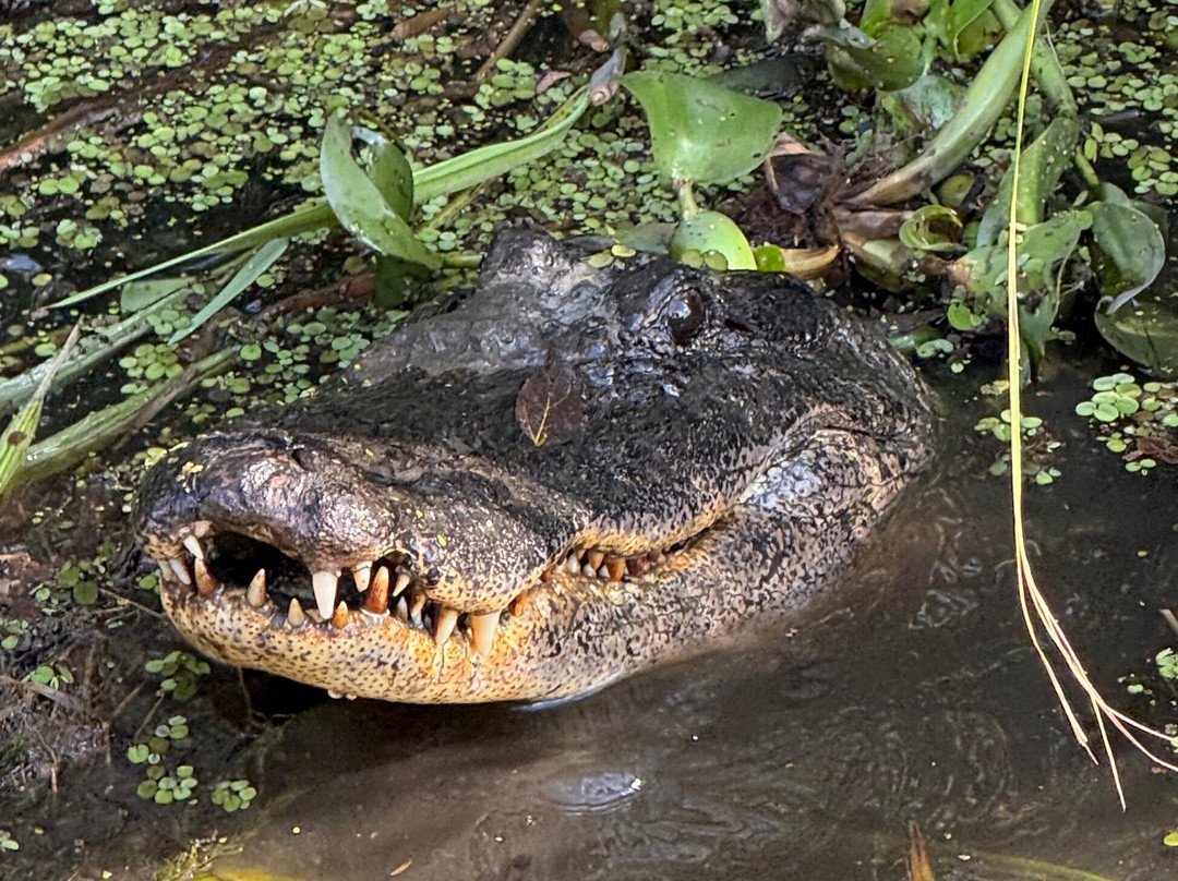 Ragin Cajun Airboat Tours-新奥尔良必去景点