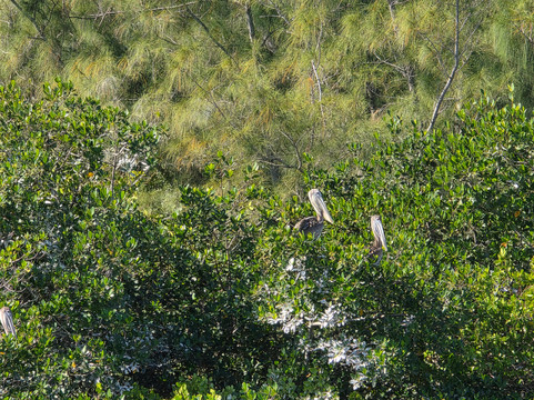 FAU Harbor Branch Oceanographic Institute-匹尔斯堡必去景点