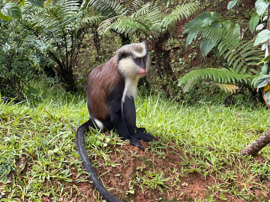 Awesomeflow Taxi Services and Tours-St. George's必去景点