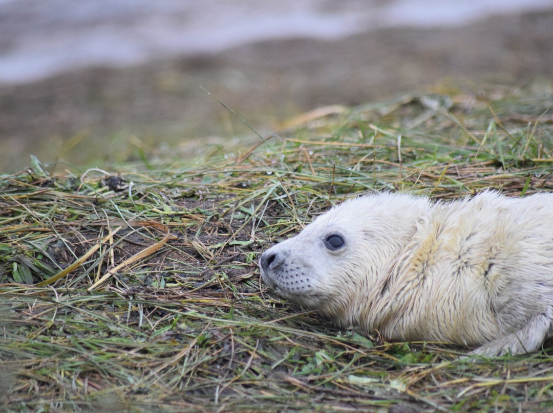 Donna Nook Nature Reserve-North Somercotes必去景点