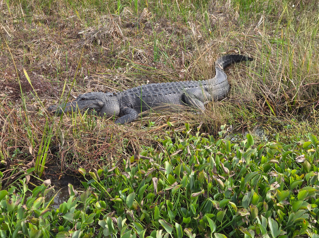 New Orleans Airboat Tours-Marrero必去景点