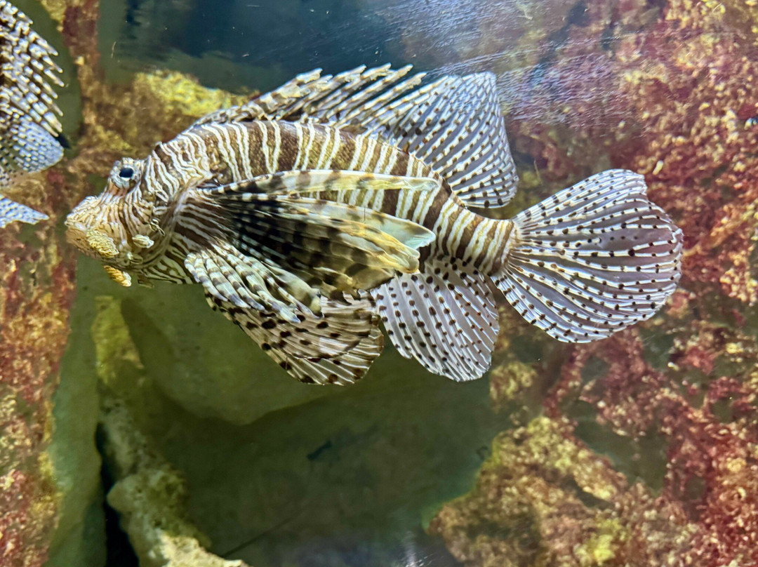 Aquarium de la Guadeloupe-Le Gosier必去景点