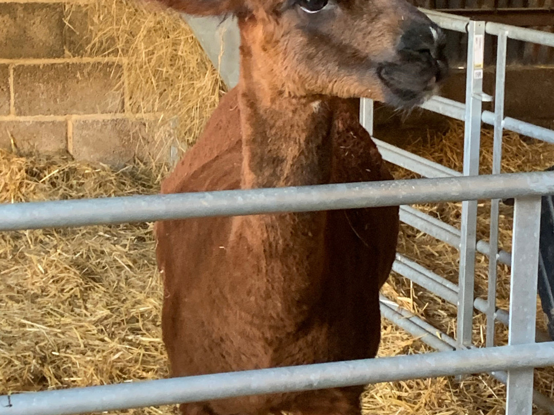 Thrift Farm-Whaddon必去景点