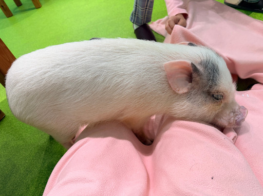 Mipig Cafe Fukuoka-Chuo必去景点