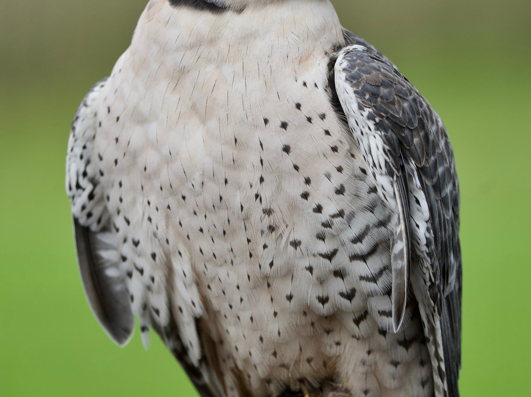 North Somerset Bird of Prey Centre-Congresbury必去景点