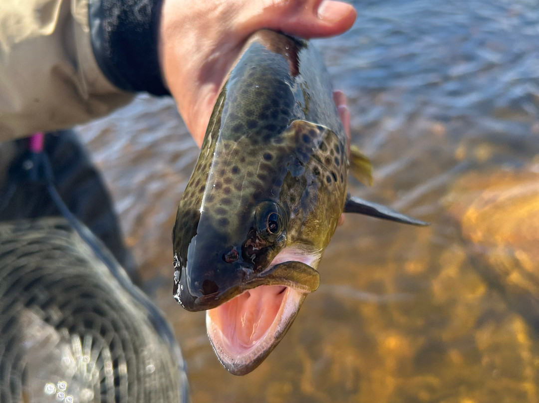 Mosquero Fly Fishing-纳塔莱斯港必去景点