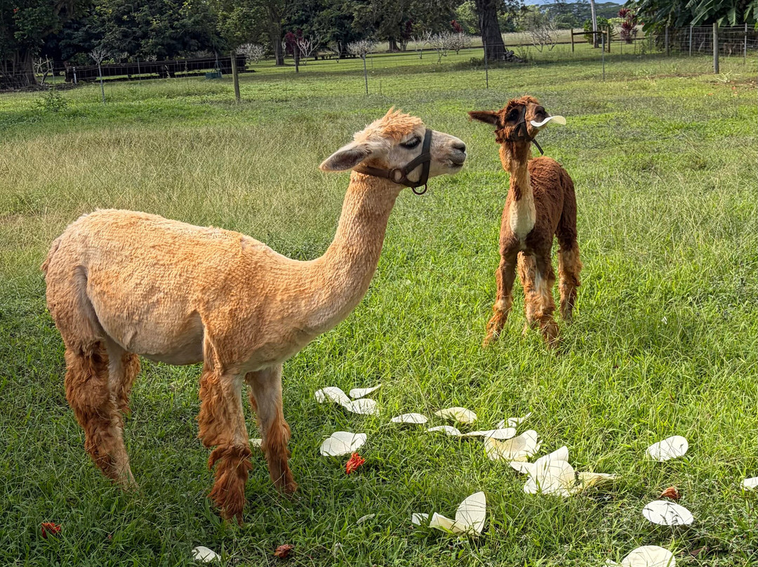 Kauai Plantation Railway-利胡埃必去景点