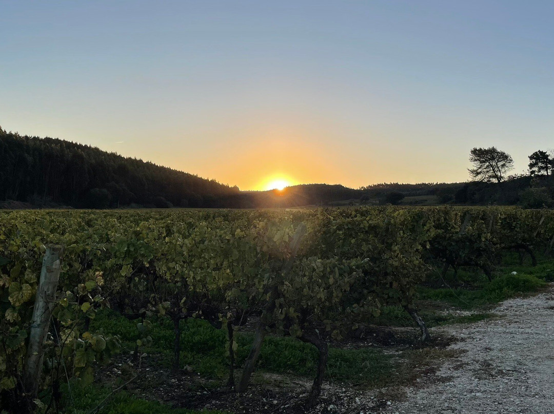 Quinta do Gradil Wine Tourism-Cadaval必去景点