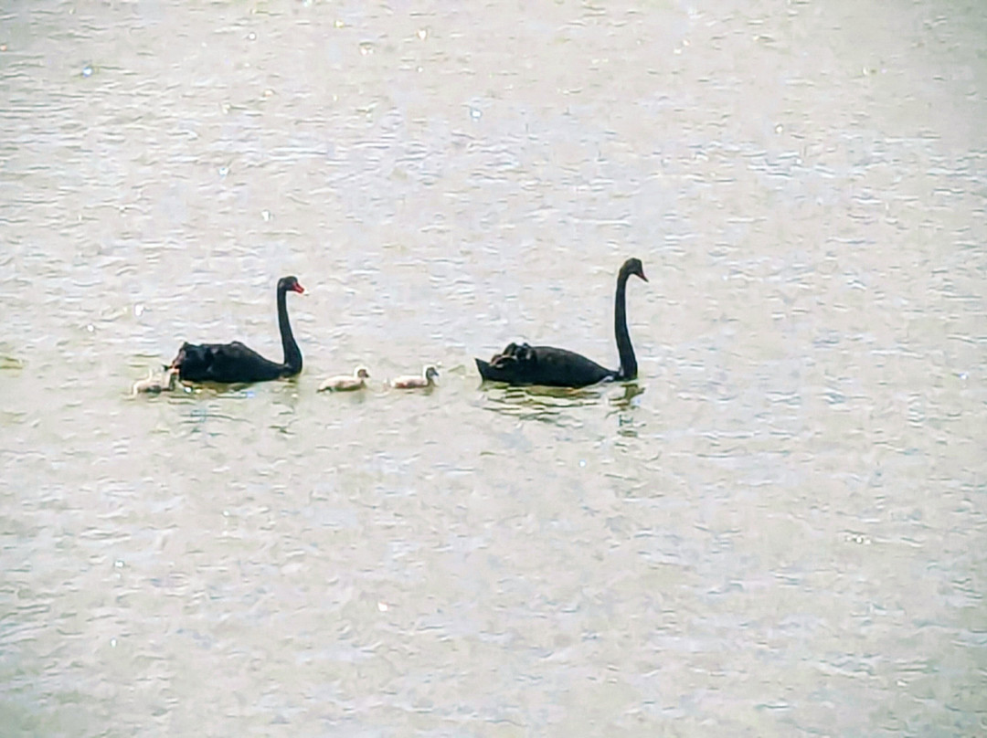 Spirit of the Coorong Cruises-Goolwa必去景点