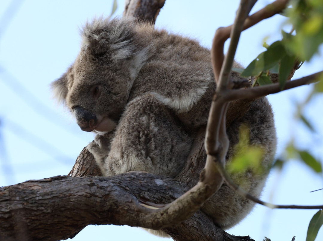 Mikkira Station Koala Sanctuary-Port Lincoln必去景点