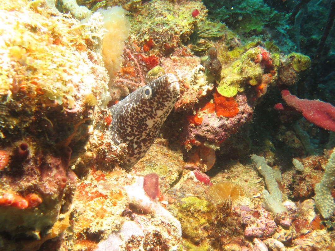 Aquanauts Grenada-True Blue必去景点