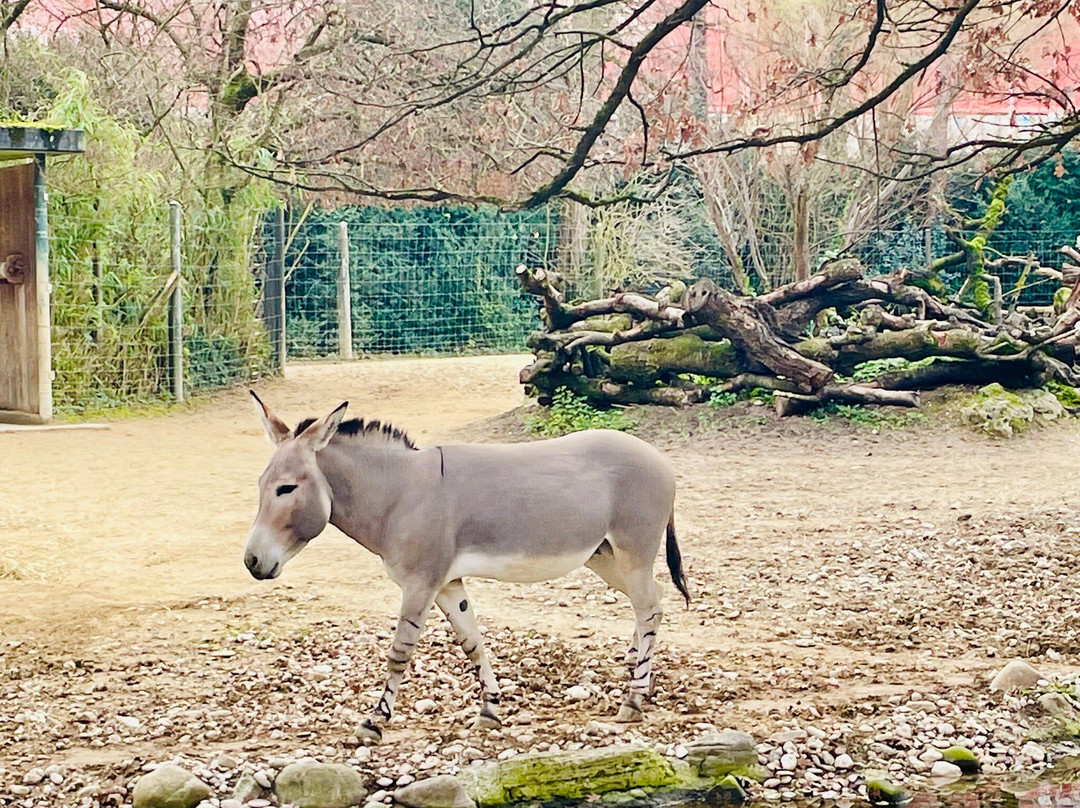 Zoo Basel-巴塞尔必去景点