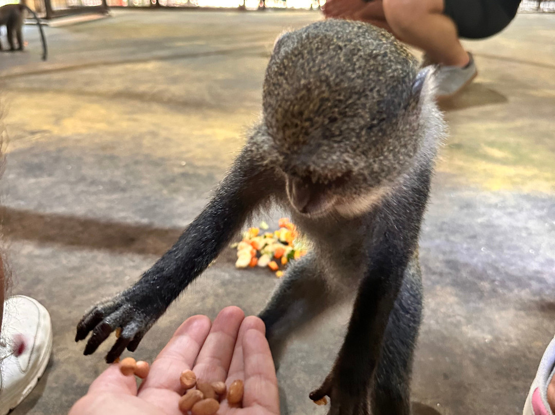 猎豹动物园-桑给巴尔岛必去景点