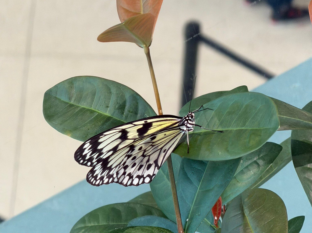 奥杜邦昆虫博物馆-新奥尔良必去景点