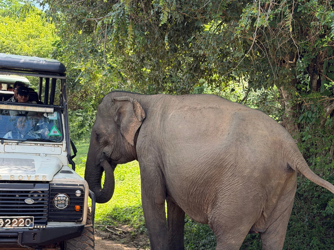 Roshan Safari-蒂瑟默哈拉默必去景点