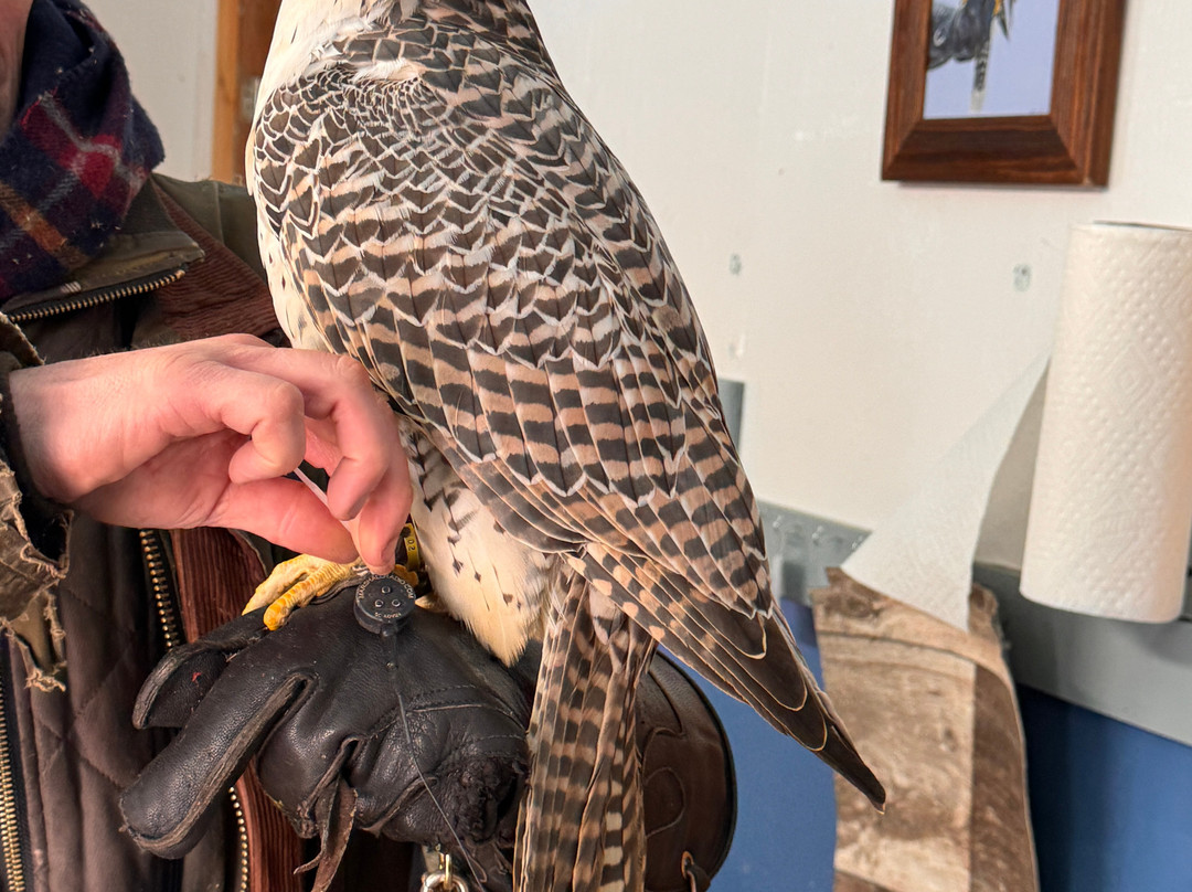 Monadnock Falconry-Temple必去景点