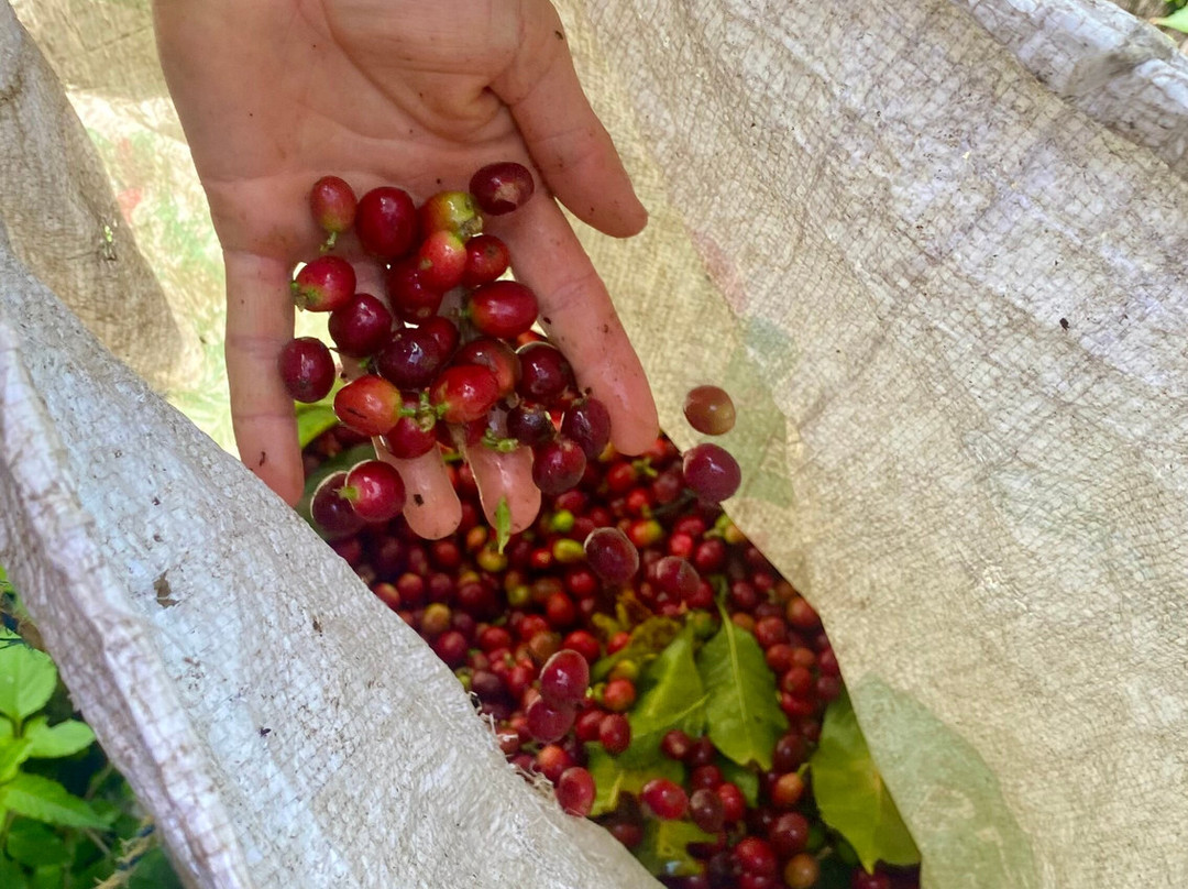 Ecoturismo La Nohelia-Jerico必去景点