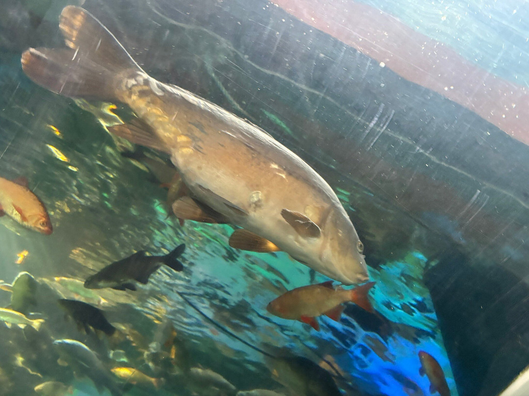 Lakes Aquarium-Newby Bridge必去景点