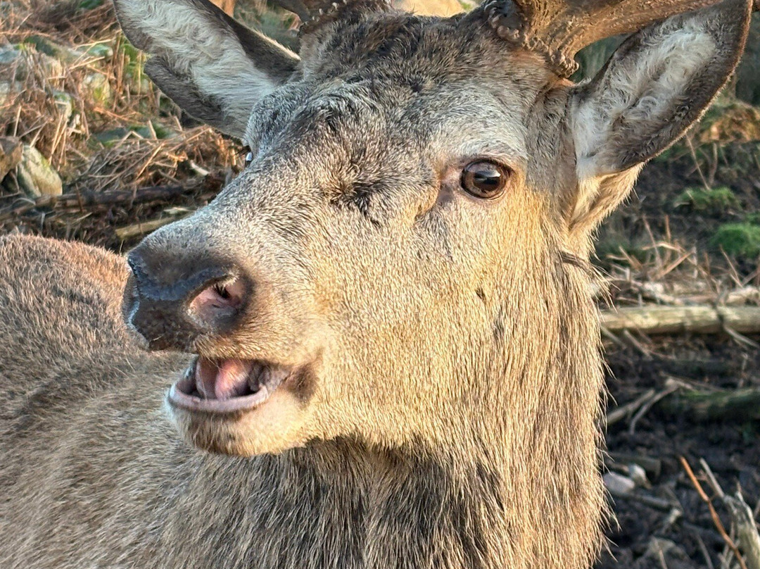Bainloch Deer Park-Dalbeattie必去景点
