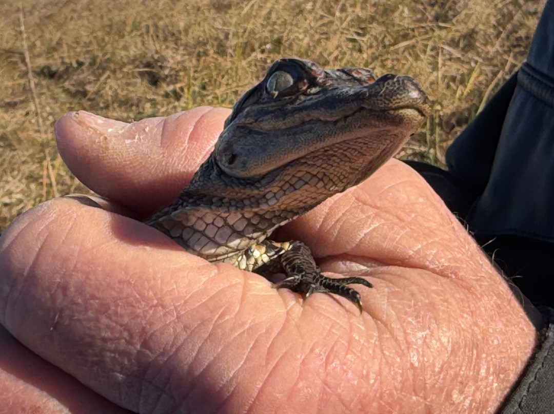 New Orleans Airboat Tours-Marrero必去景点