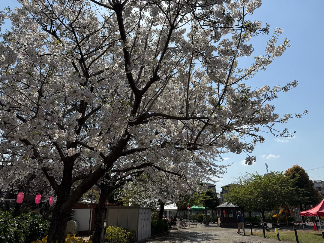Someiyoshino Sakura Memorial Park-Komagome必去景点