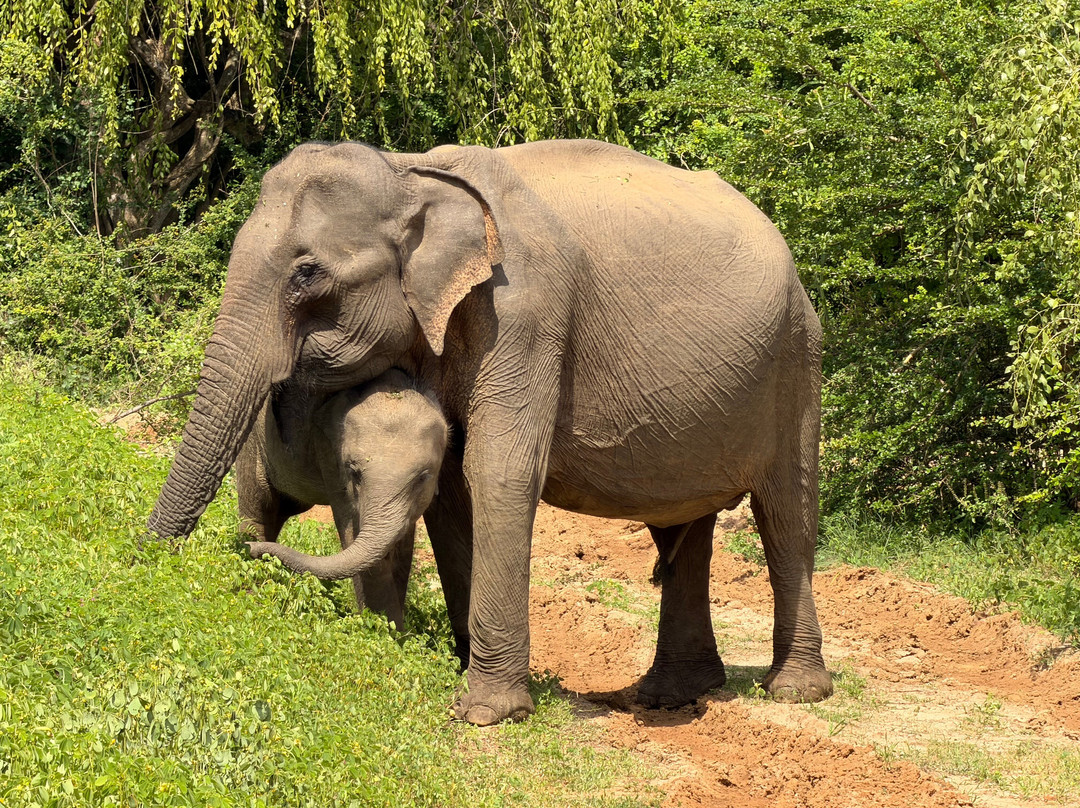 Trip Tastic Tours Sl-Panadura必去景点