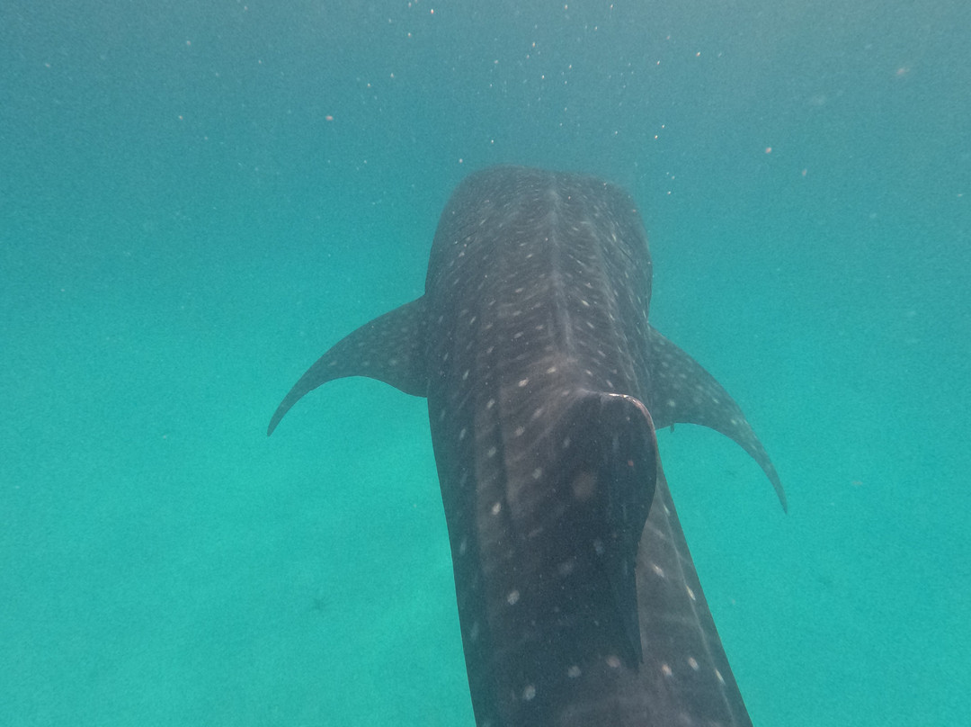 Afro Whale Shark Safari-马菲亚岛必去景点