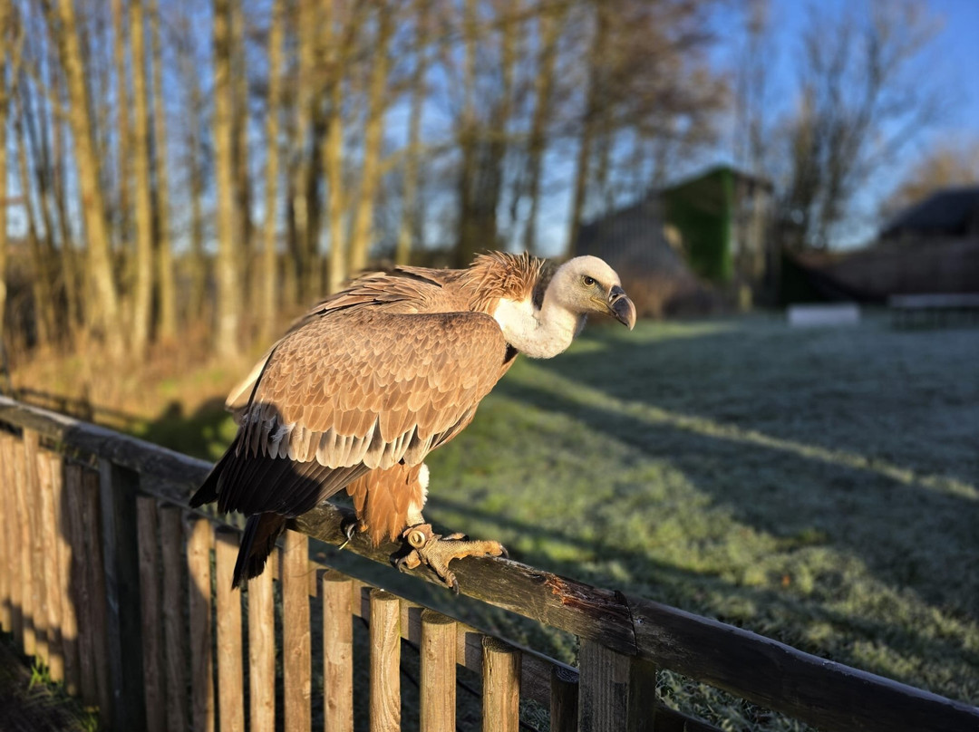 World of Wings Birds of Prey Centre-坎伯诺尔德必去景点