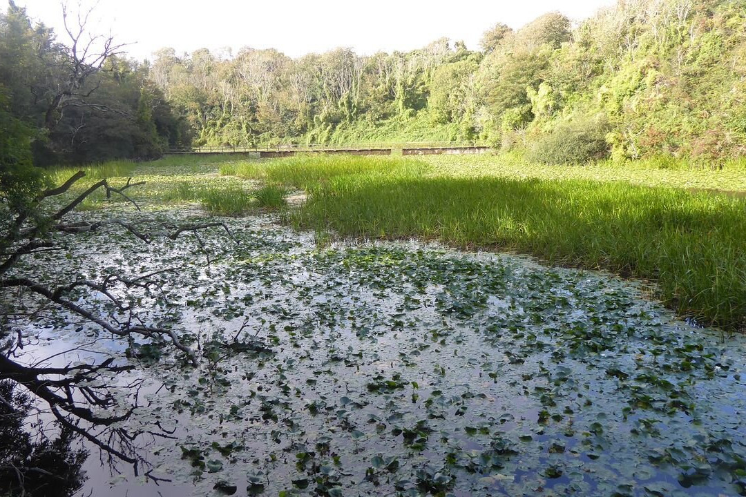 Lily Ponds-Bosherston必去景点