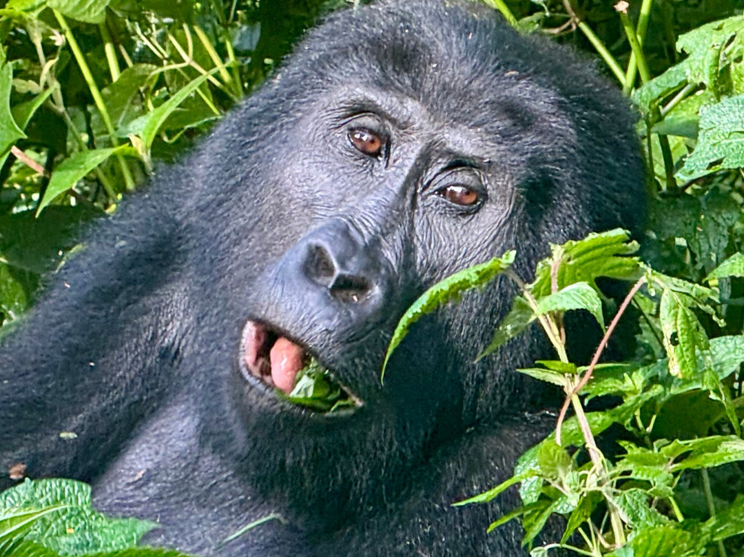 Trek Africa Expeditions-Lyamutundwe必去景点