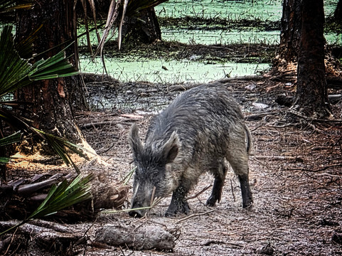 Central Florida Trophy Hunts-Cocoa必去景点