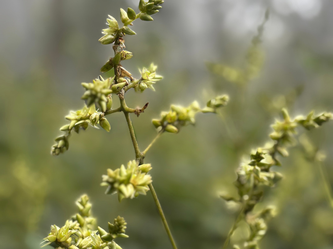 Nyungwe National Park - Rwanda-Western Province必去景点