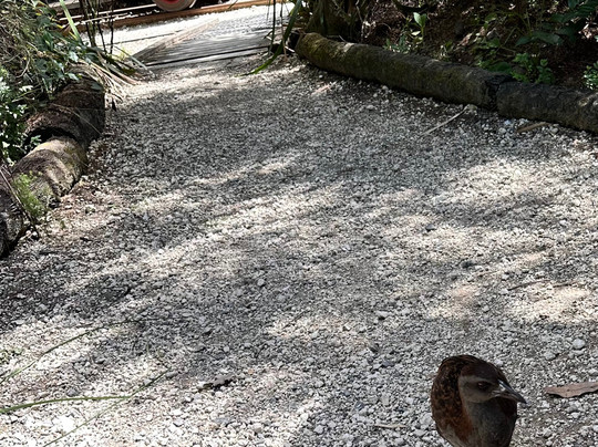 Awakeri Rail Adventures-法卡塔尼必去景点