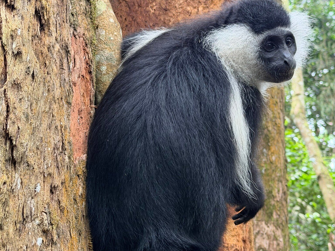 Rwanda Gorilla Trek - Day Tours-Huye必去景点