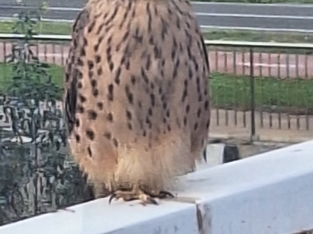 Strandpromenade San Agustin-San Agustin必去景点