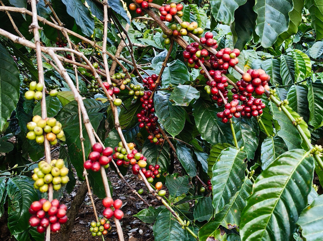 The Windchimes Retreat Coorg主图