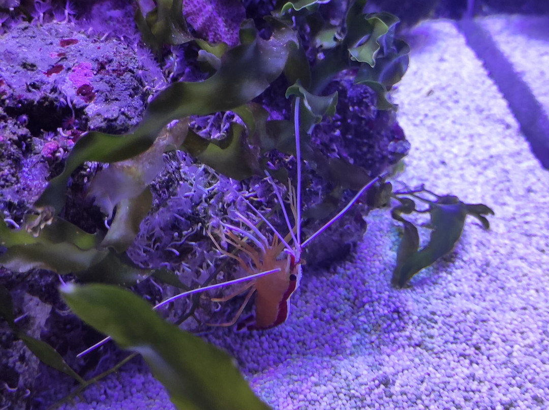 Meeresmuseum-施特拉尔松德必去景点