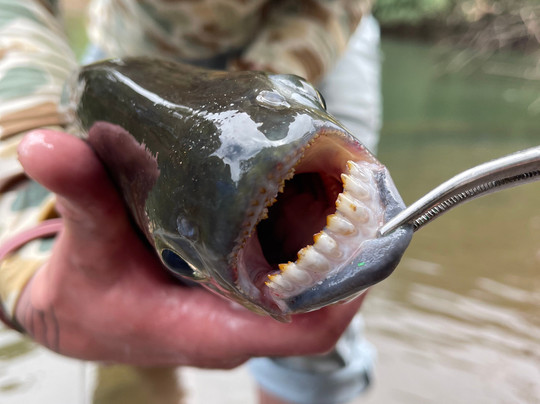 Sarapiquí Fishing-Puerto Viejo de Sarapiqui必去景点