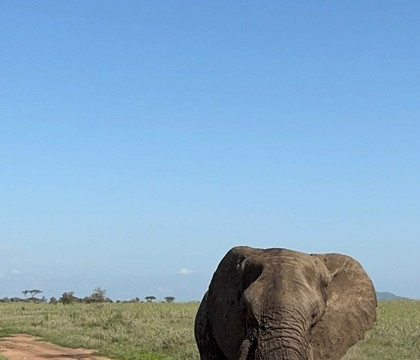 Kibo Guides-阿鲁沙必去景点