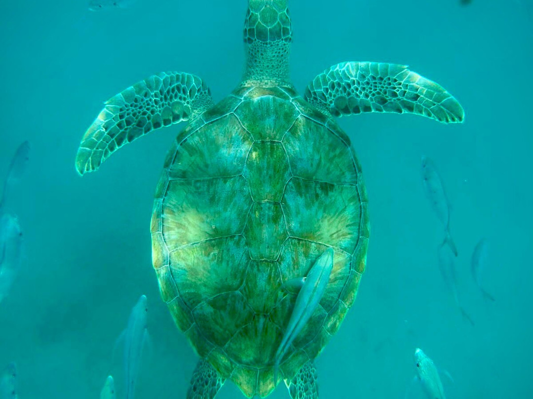 Cool Runnings Luxury-布里奇顿必去景点